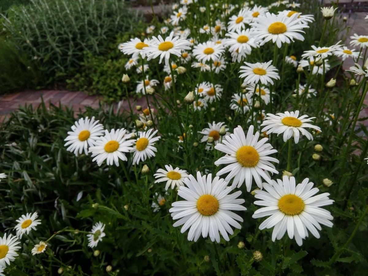 Daisy Place Franschhoek Luaran gambar